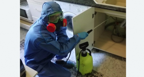 Уничтожение муравьев в квартире. Лахденпохья