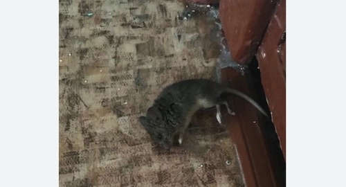 Дезинфекция от мышей в Лахденпохье