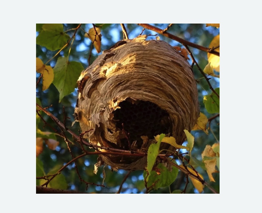 Обработка от шершней в Лахденпохье