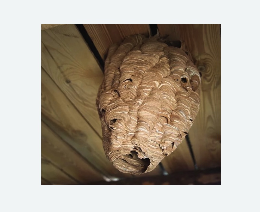 обработка от шершней в Лахденпохье