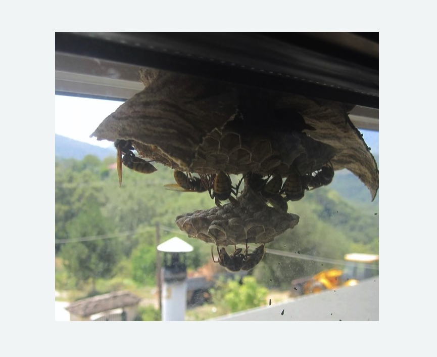 Уничтожение гнёзд шершней в Лахденпохье