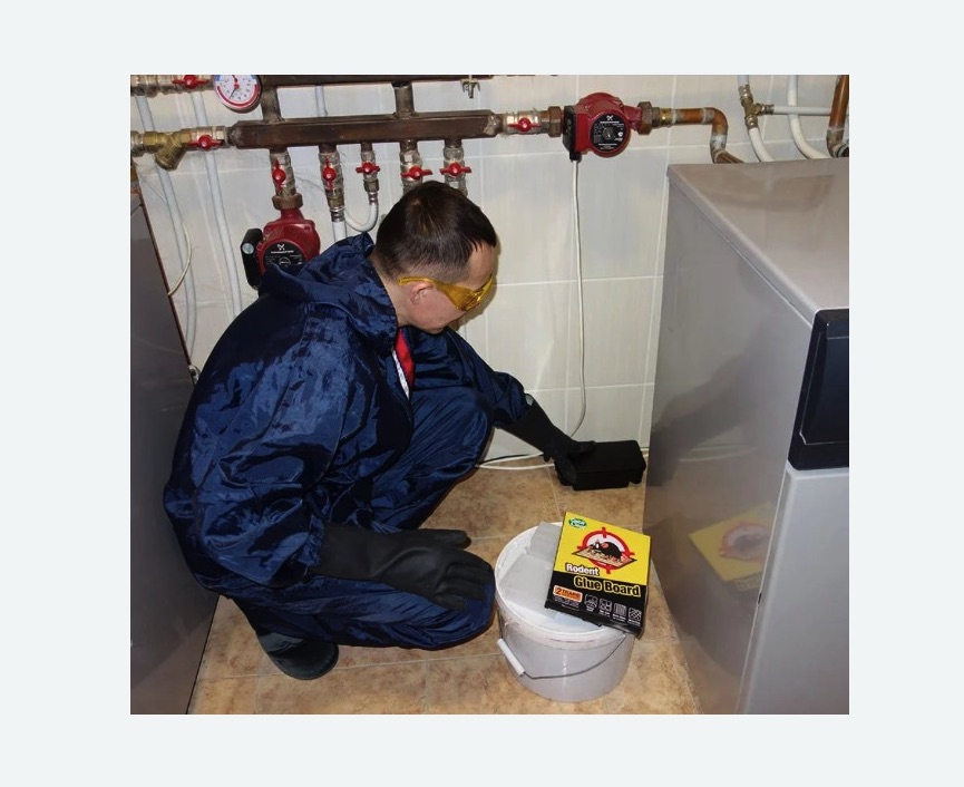 Уничтожение крыс в Лахденпохье